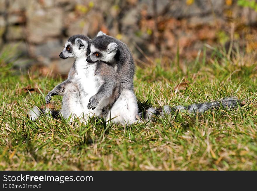 Ring tailed lemurs sitting in the grass