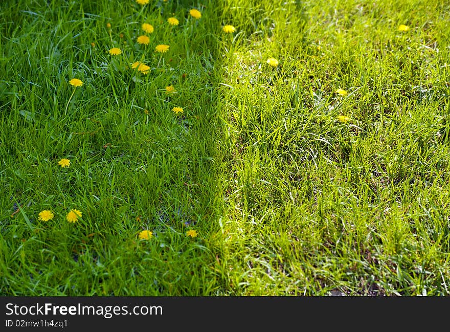 Light and shadow on the green grass