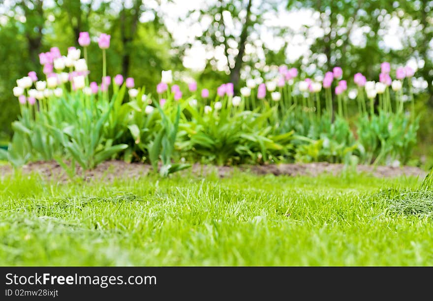 Green grass and tulips in the background