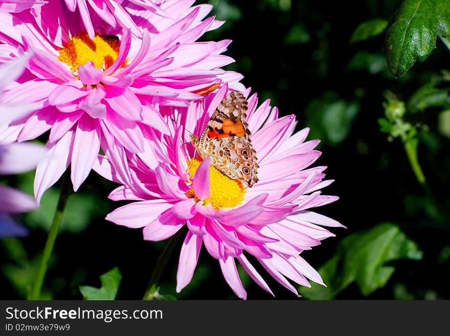 Beautiful chrysanthemum in the sun.