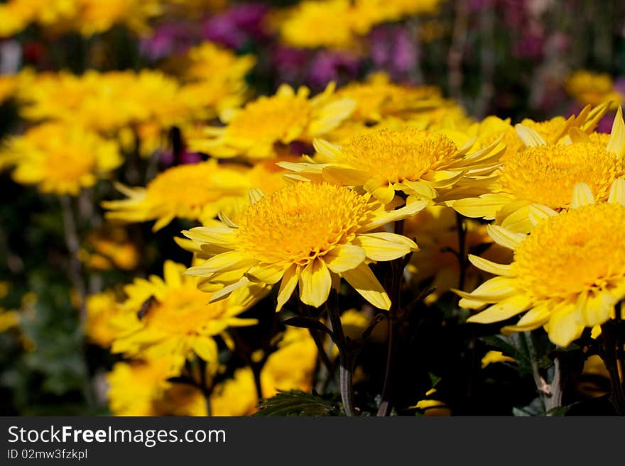 Beautiful chrysanthemum in the sun.