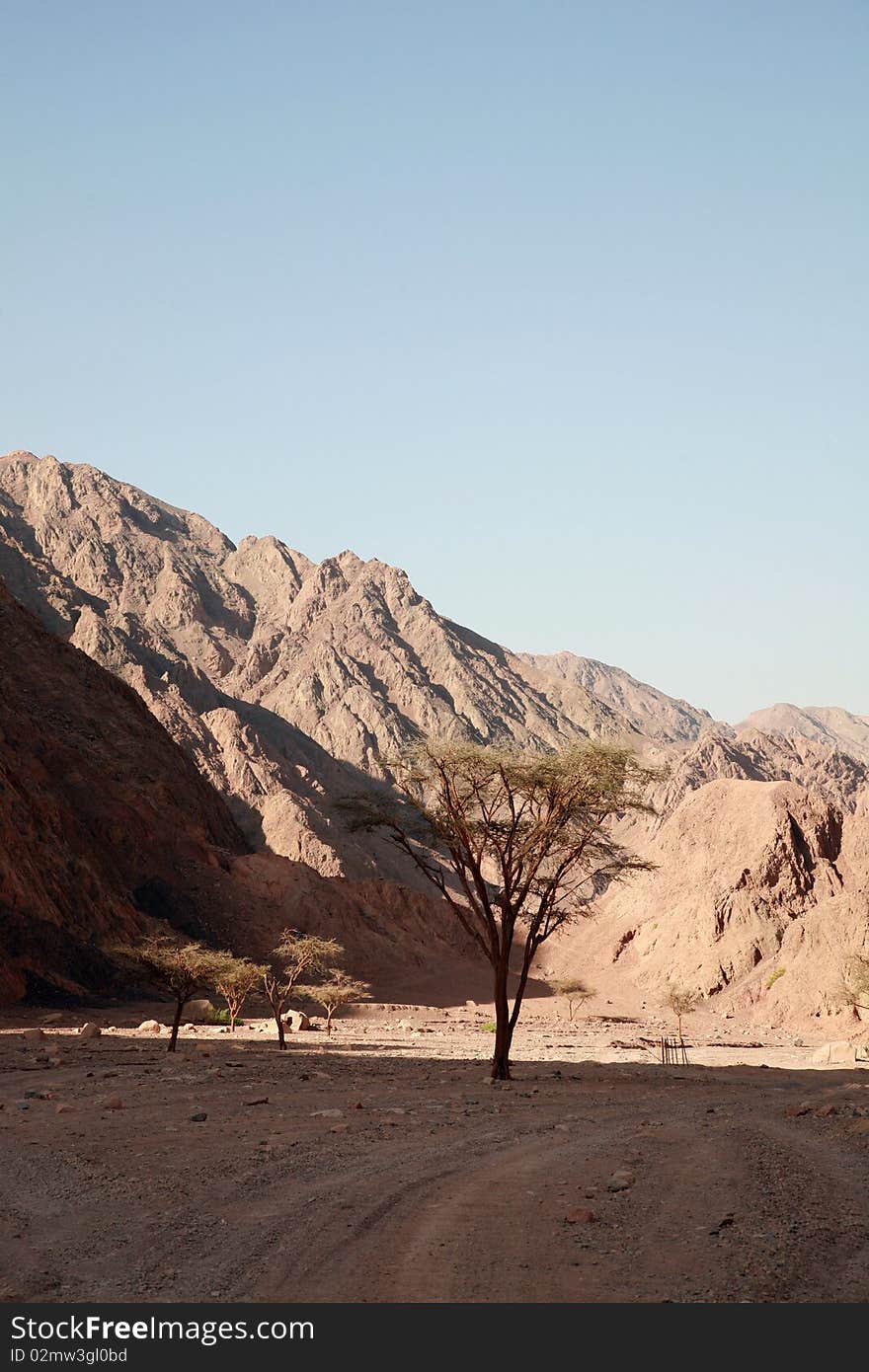 Stone desert in Egypt. Standalone tree.