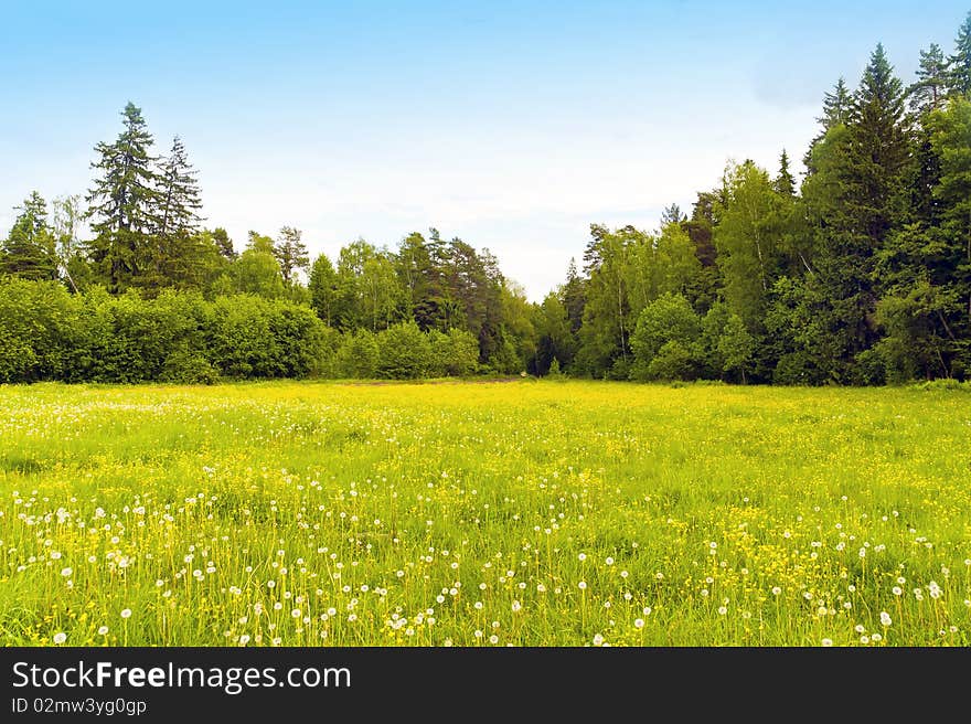 Dandelions