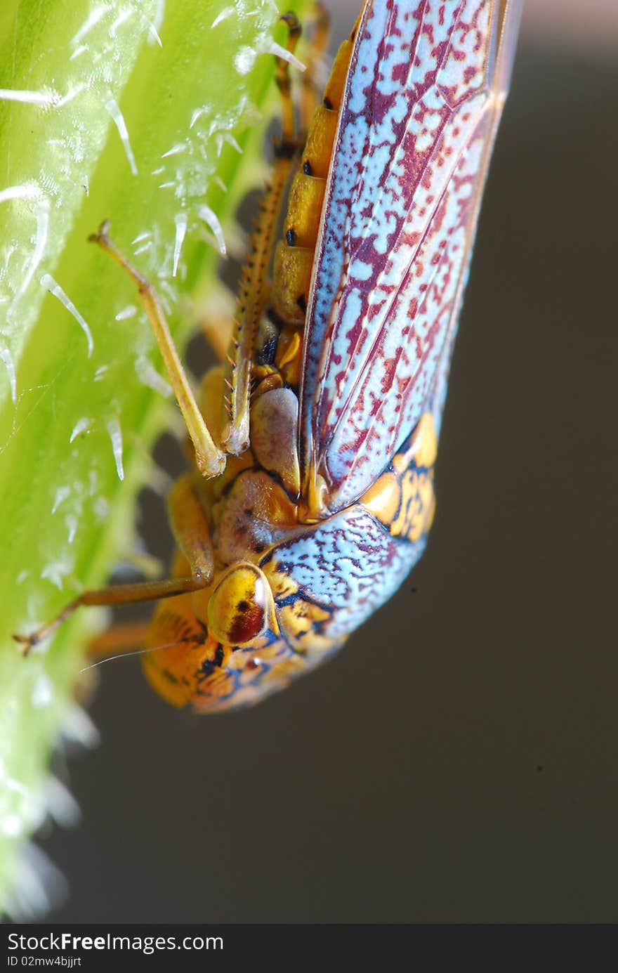 Colorful and Vibrant Insect