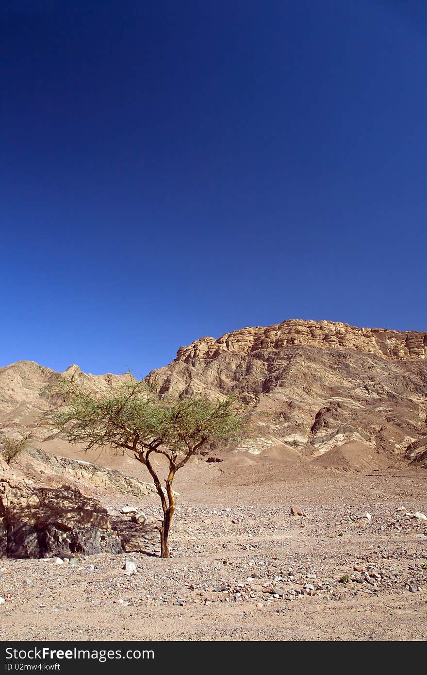 Alone tree in desert. Egypt