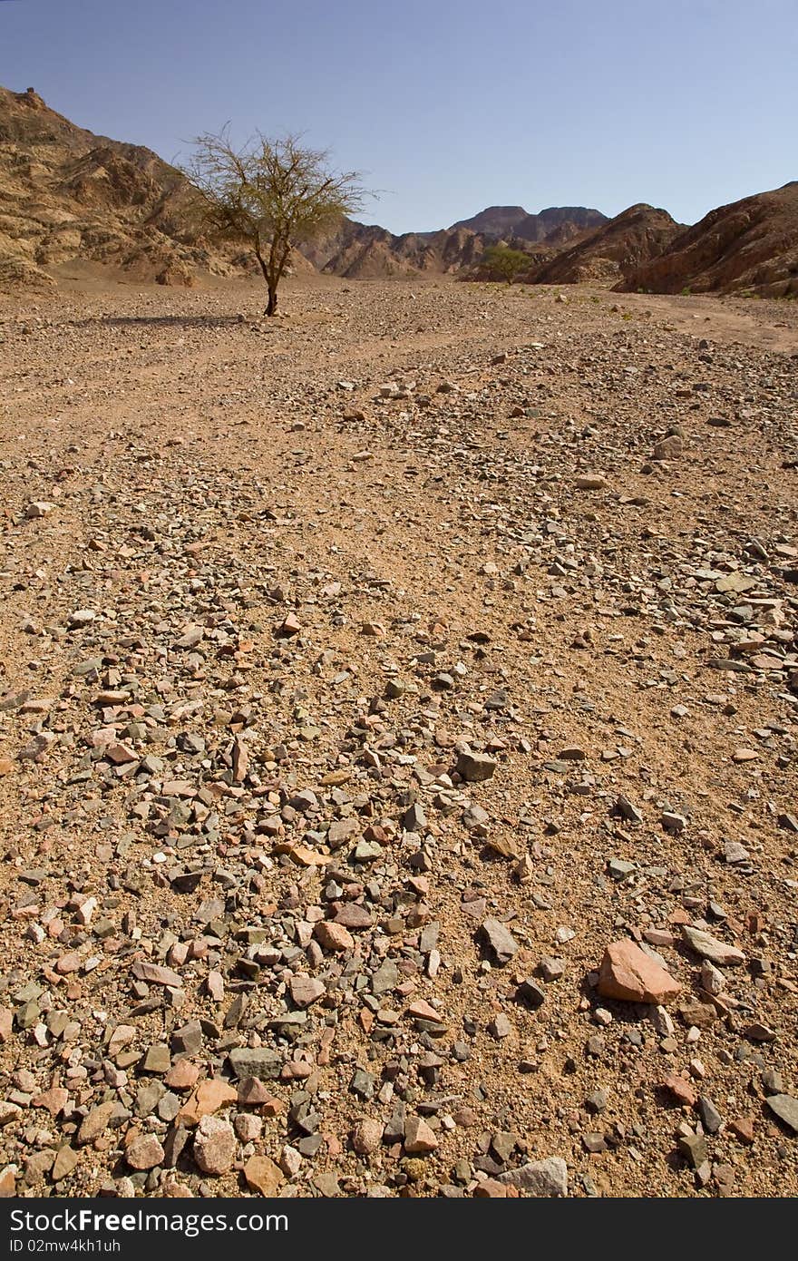 Tree in desert