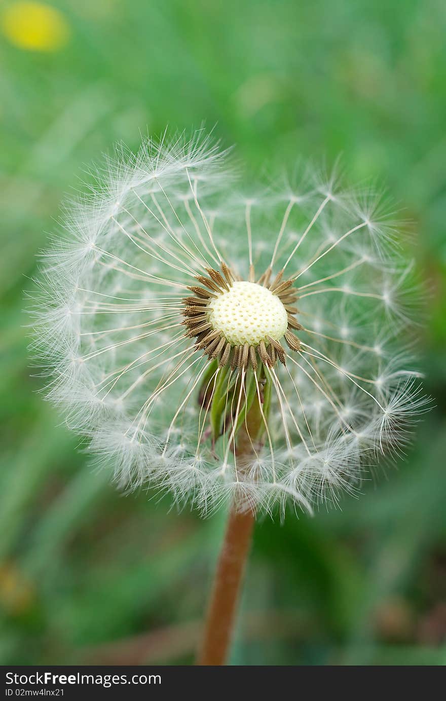 Dandelion, standing alone, in the last stage of flowering, close-up? dof. Dandelion, standing alone, in the last stage of flowering, close-up? dof