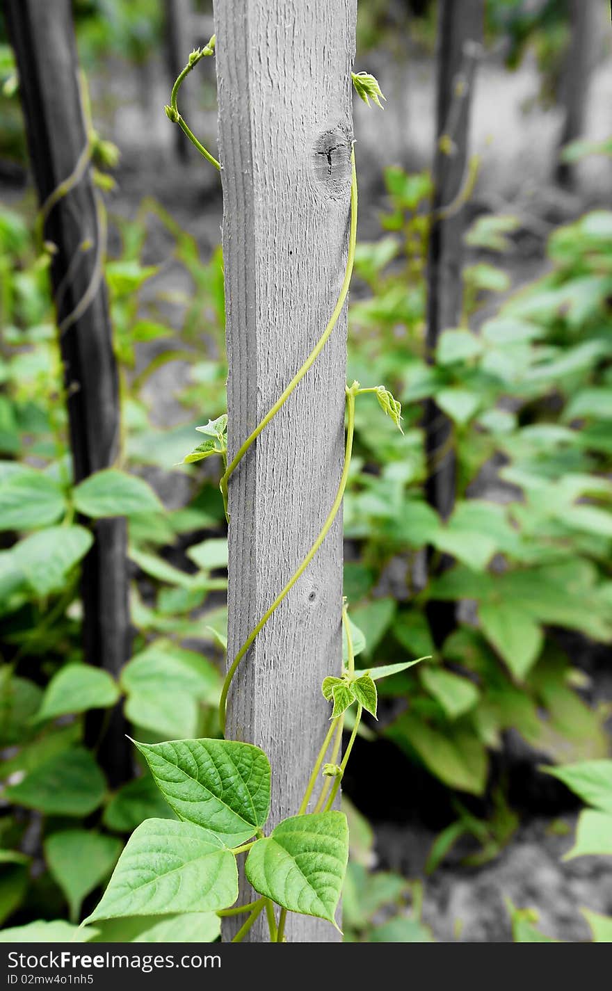 Bean leaves climbing wooden stick