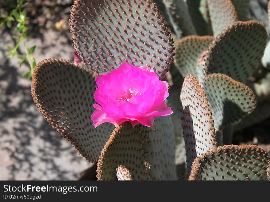 Prickly pear cactus bloom in the sonoran desert