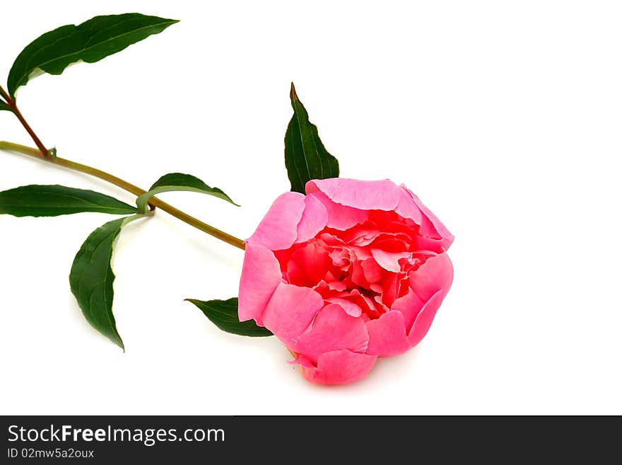 Peony flower on white