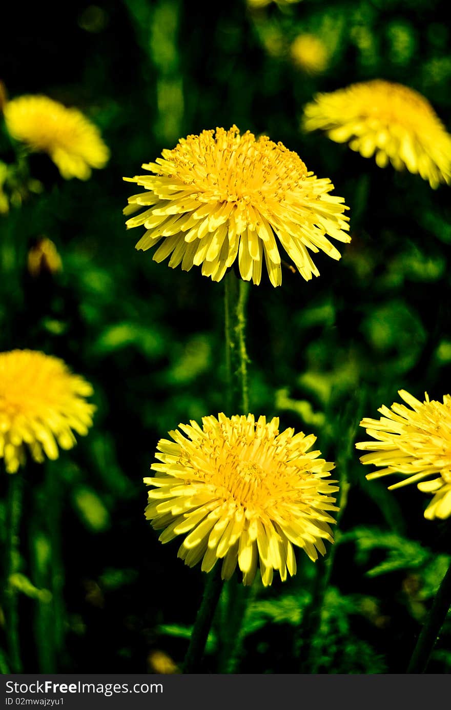 A field of dandelions with strong colors