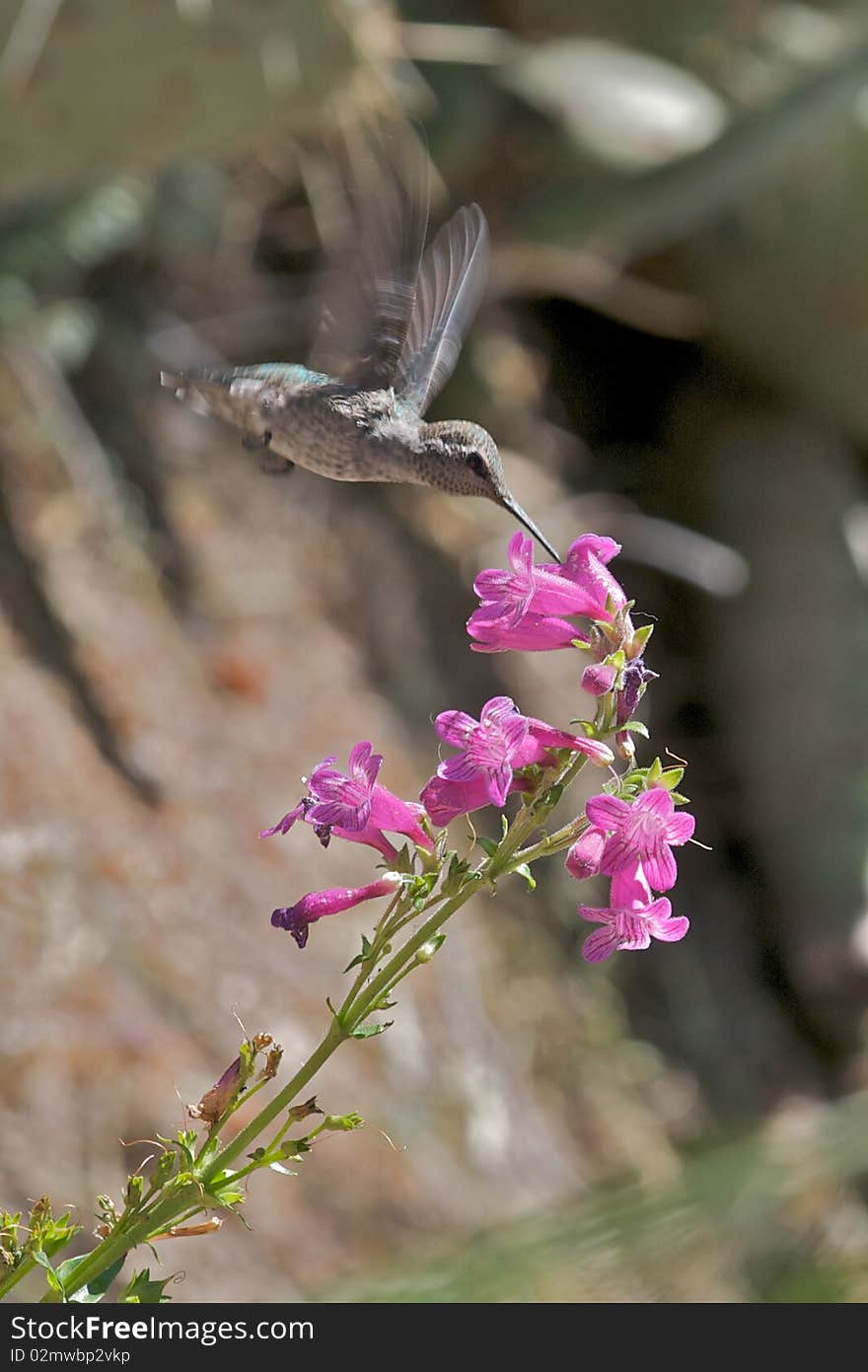 Hummingbird In Flight