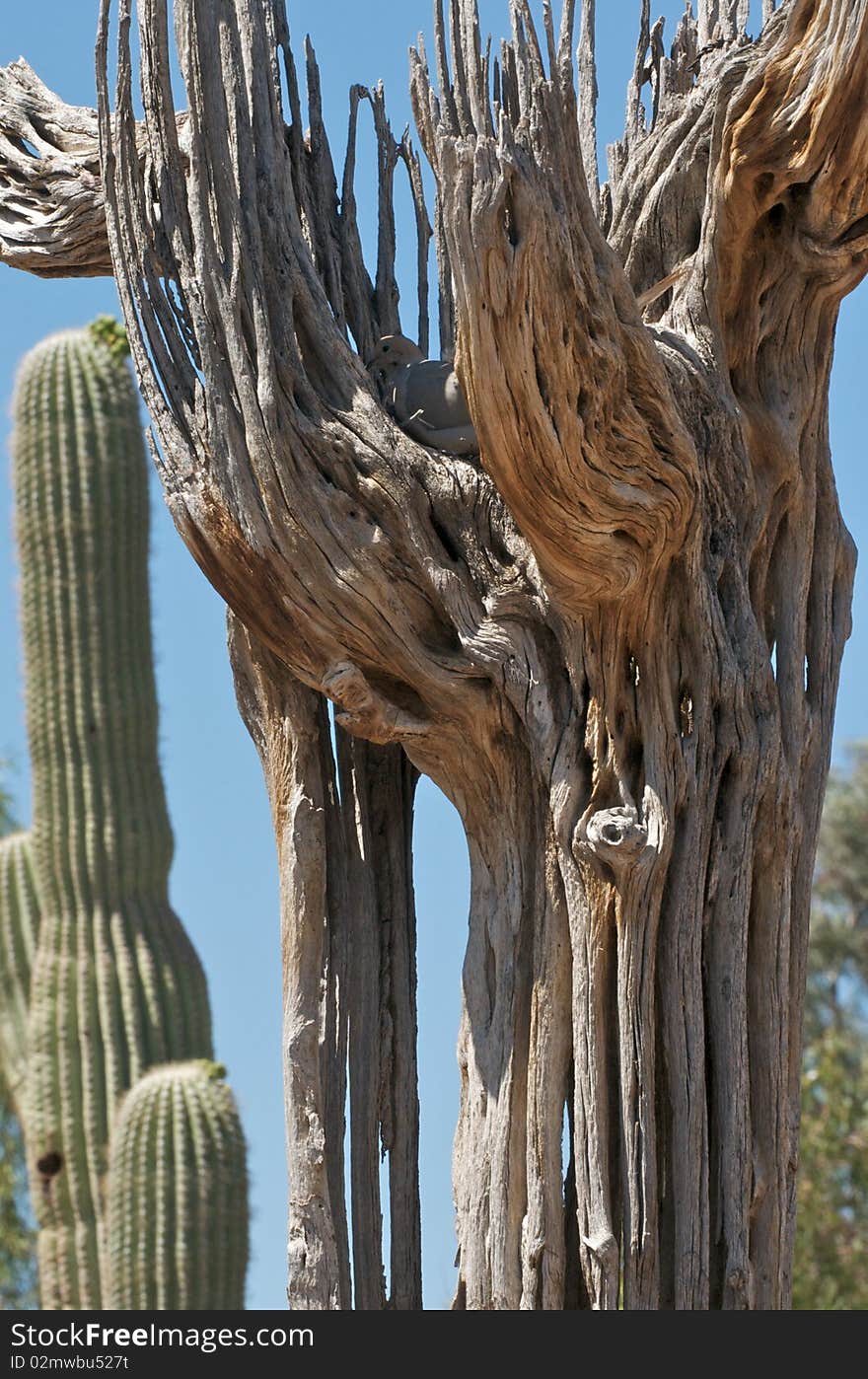 Tall Saguaro Skeleton