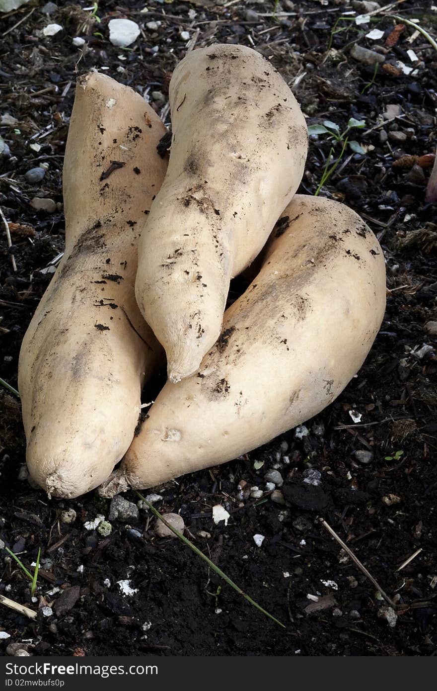 Sweet potatoes in the dirt.