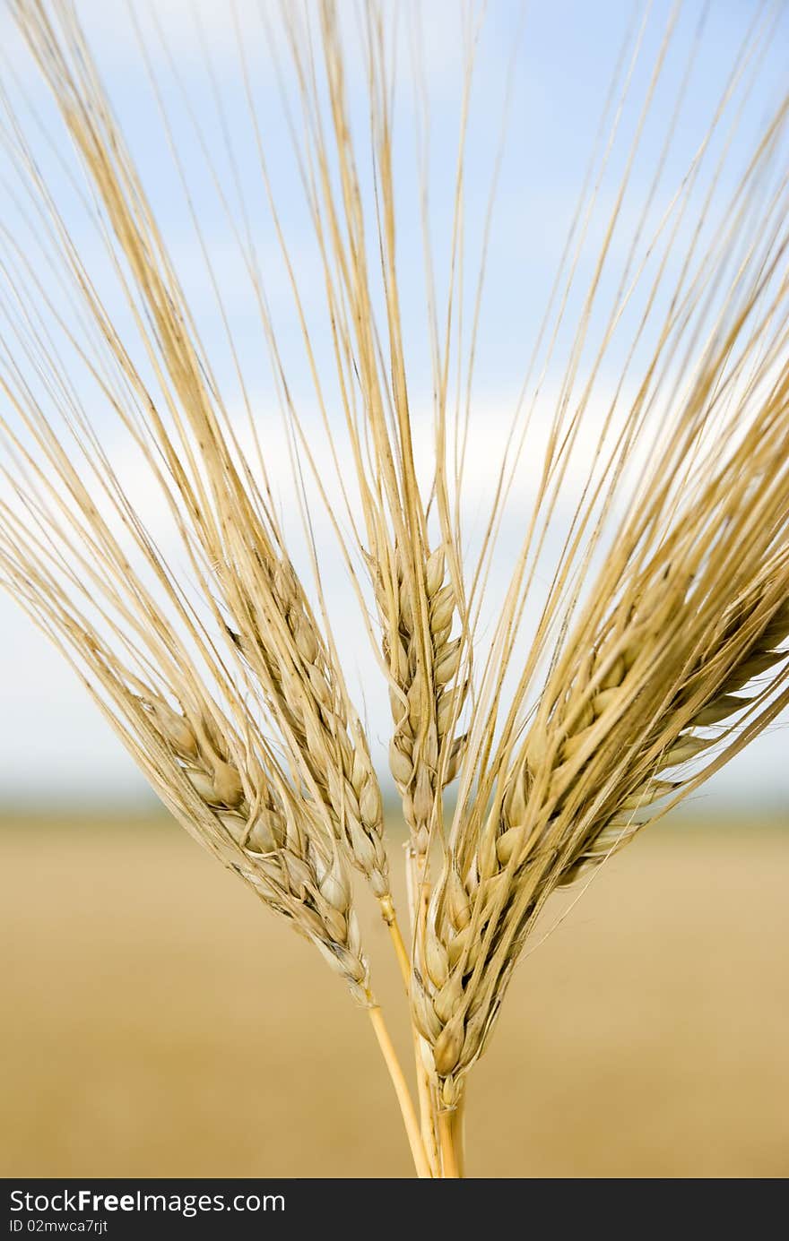 Wheat and blue sky and corn