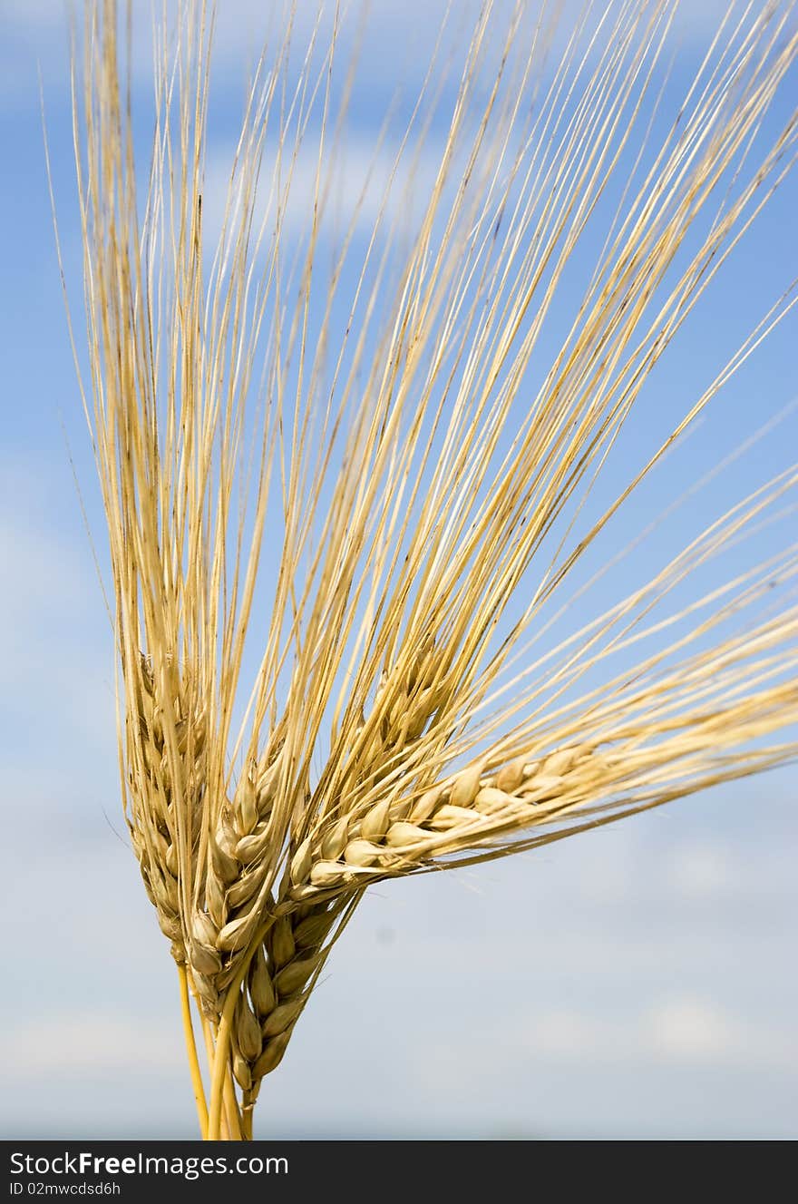 Wheat and blue sky and clouds