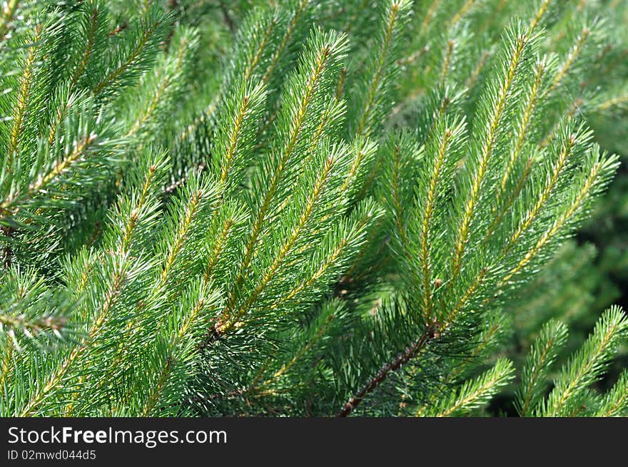 Bright pines in the forest, background