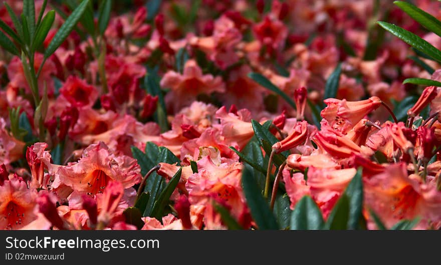 Many pink Flowers