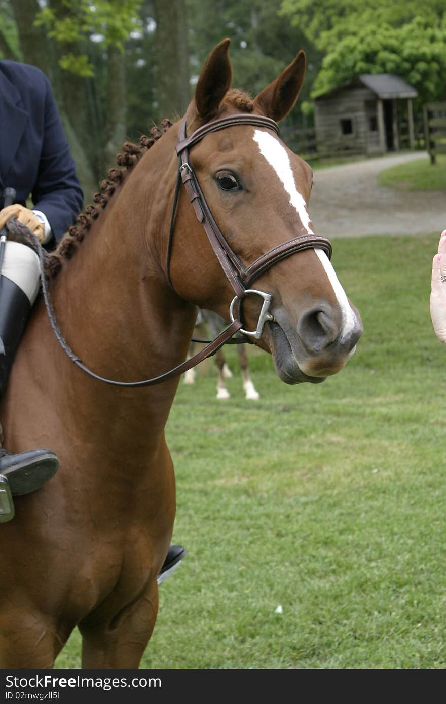 Braided Chestnut Quarter Horse