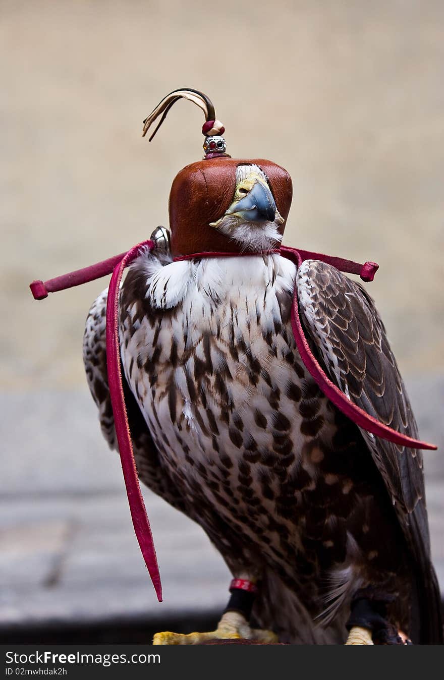 Italian hawk, specie in the subfamily Accipitrinae. Italian hawk, specie in the subfamily Accipitrinae