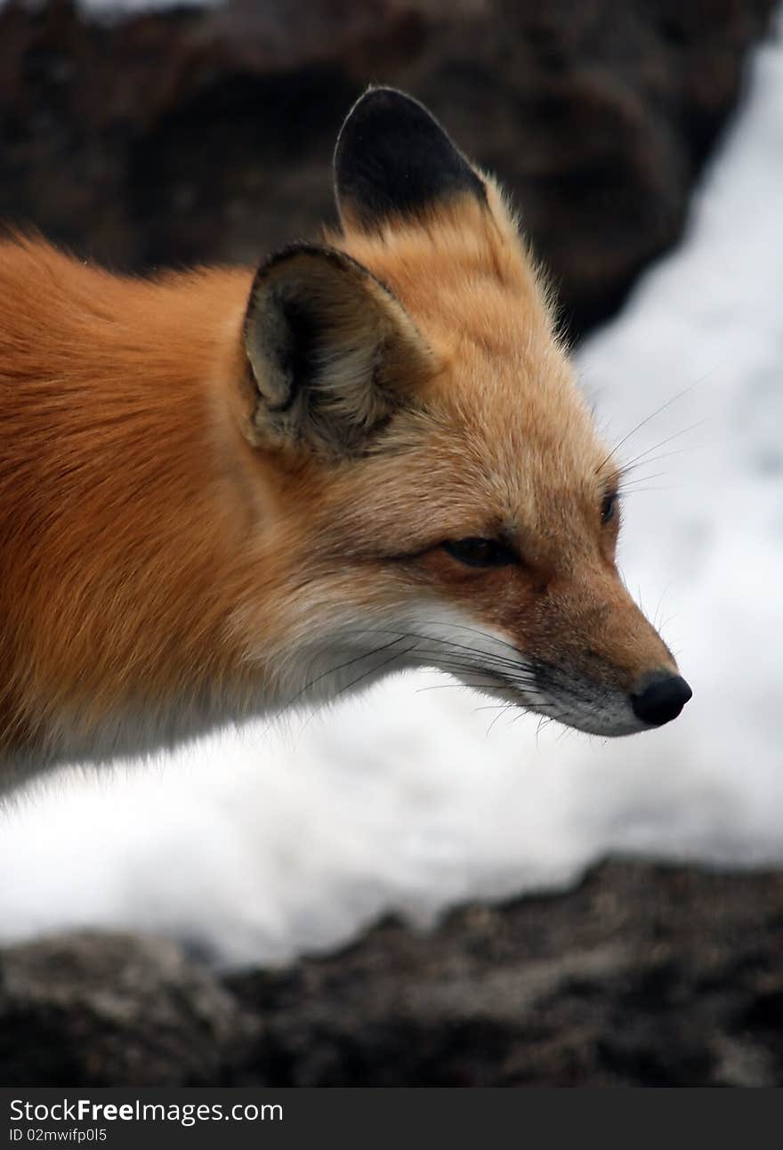 A red fox walks around in the snow