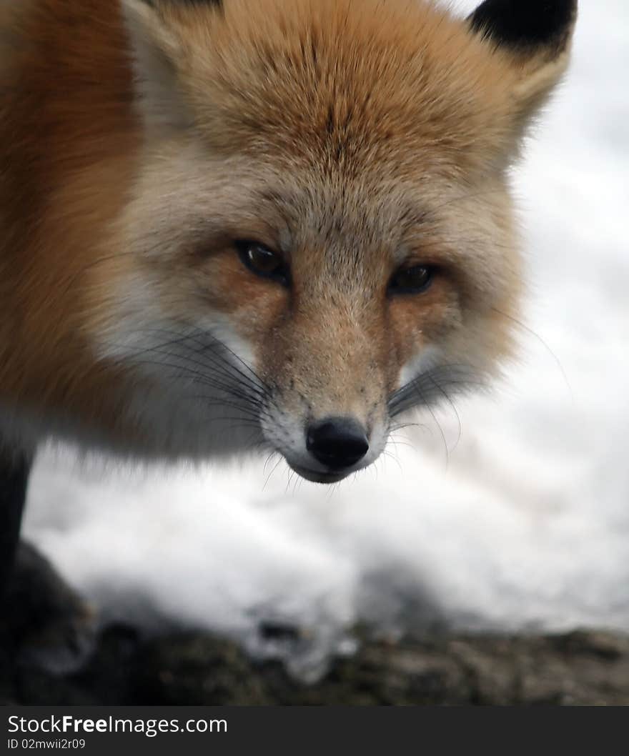 A red fox, hanging out in the snow