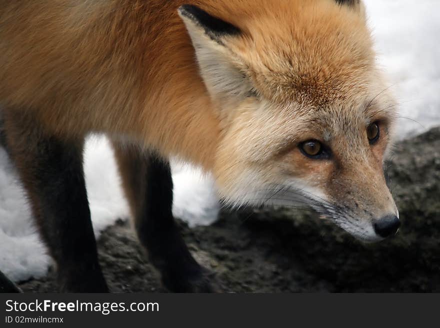 A red fox hangs out in the snow