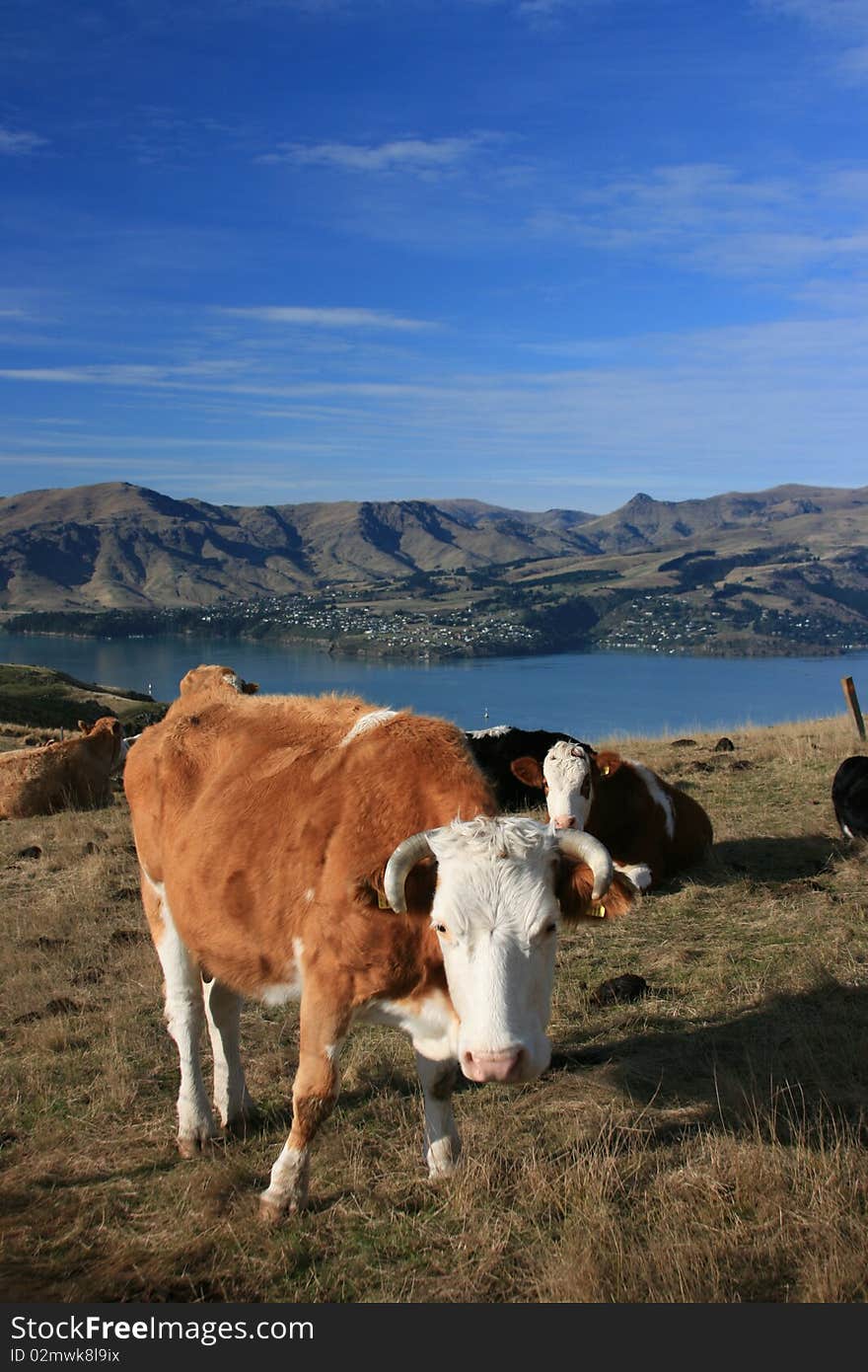 Cow's feeding above Lyttelton Harbour, New Zealand. Cow's feeding above Lyttelton Harbour, New Zealand