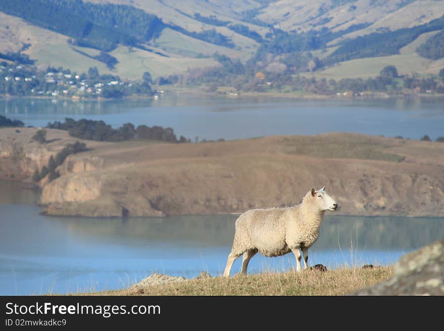 Cow's feeding above Lyttelton Harbour, New Zealand. Cow's feeding above Lyttelton Harbour, New Zealand