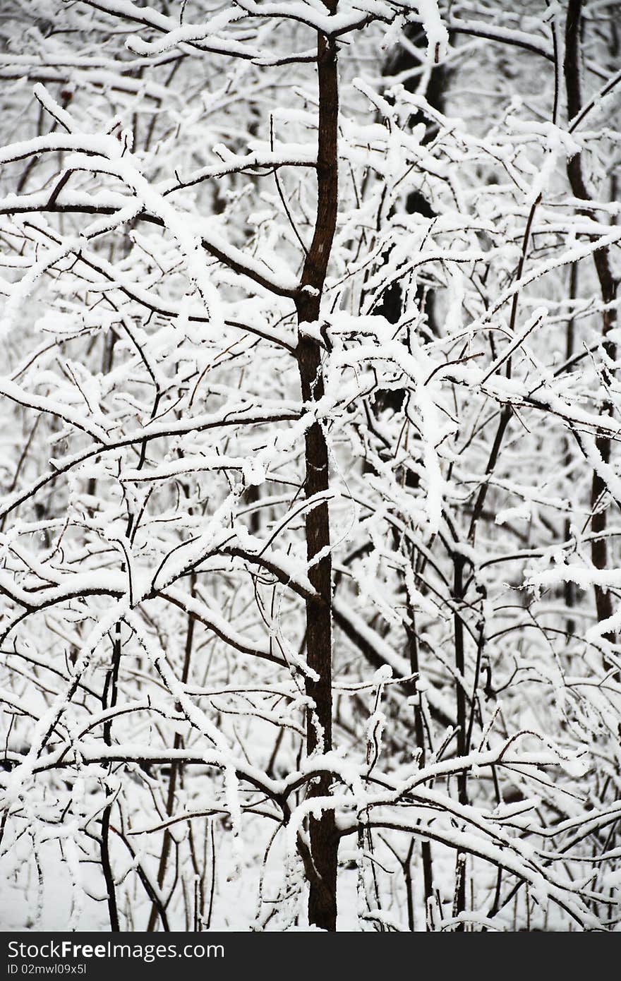 Forst Covered In Snow