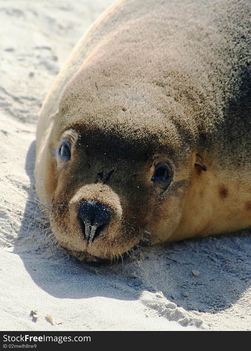 Australian Sea Lion. Seal Bay, Kangaroo Island, South Australia