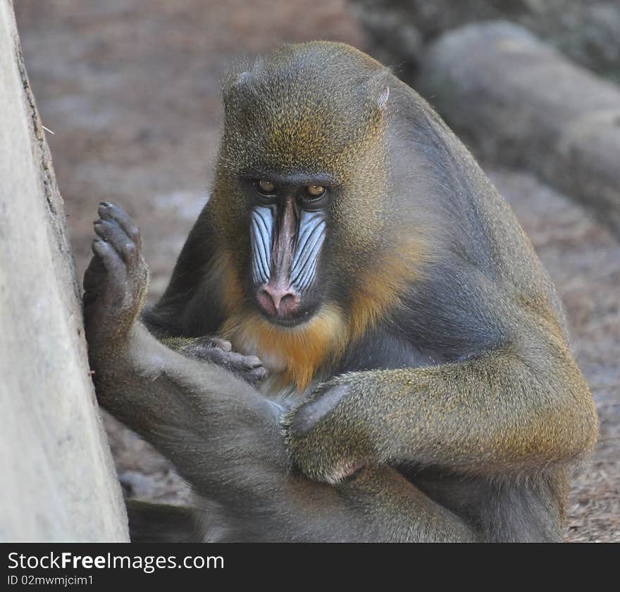 Mandrill monkey cleaning at a zoo.