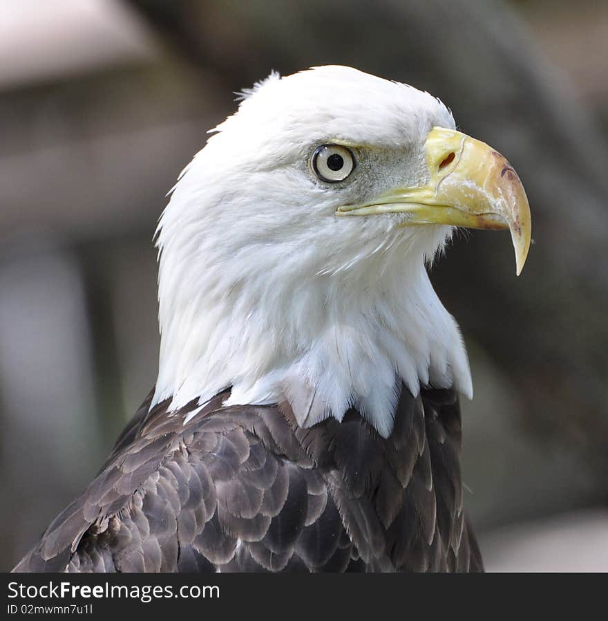 Portrait of a bald eagle.