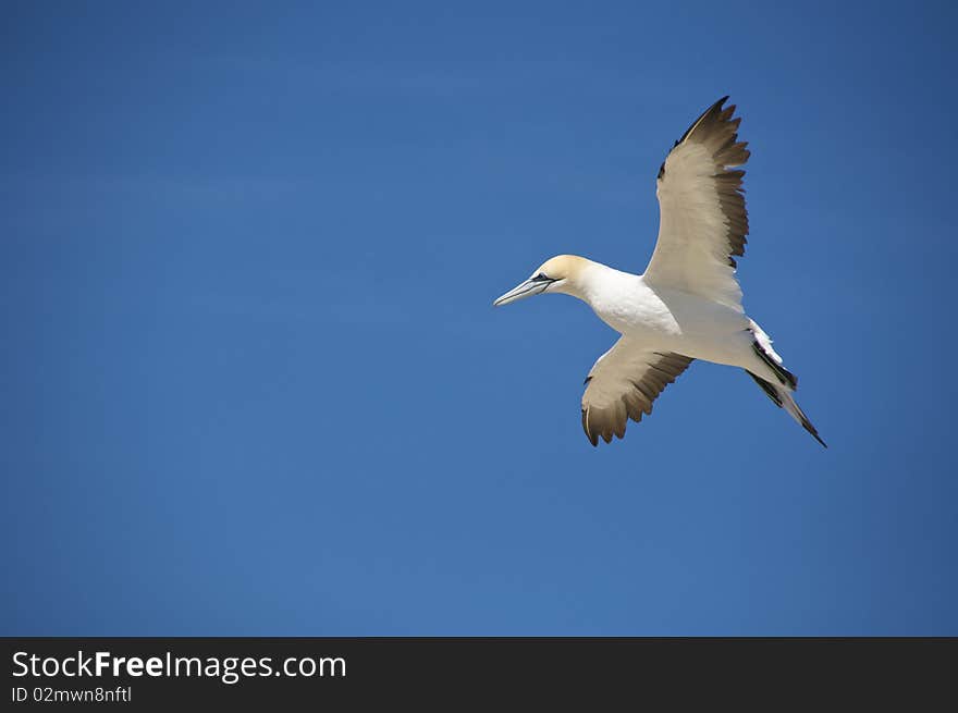 Australian Gannet