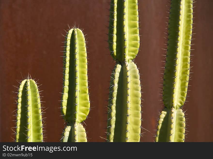 Cactus with a Rusted Steel Wall Background. Cactus with a Rusted Steel Wall Background