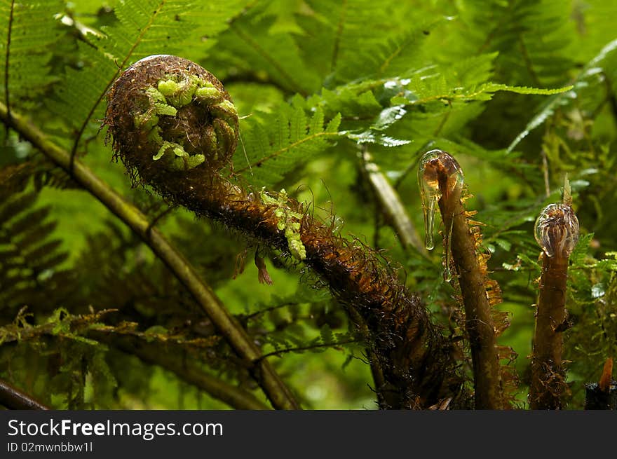 Closeup of plant growth in a dense forest in New Zealand. Closeup of plant growth in a dense forest in New Zealand