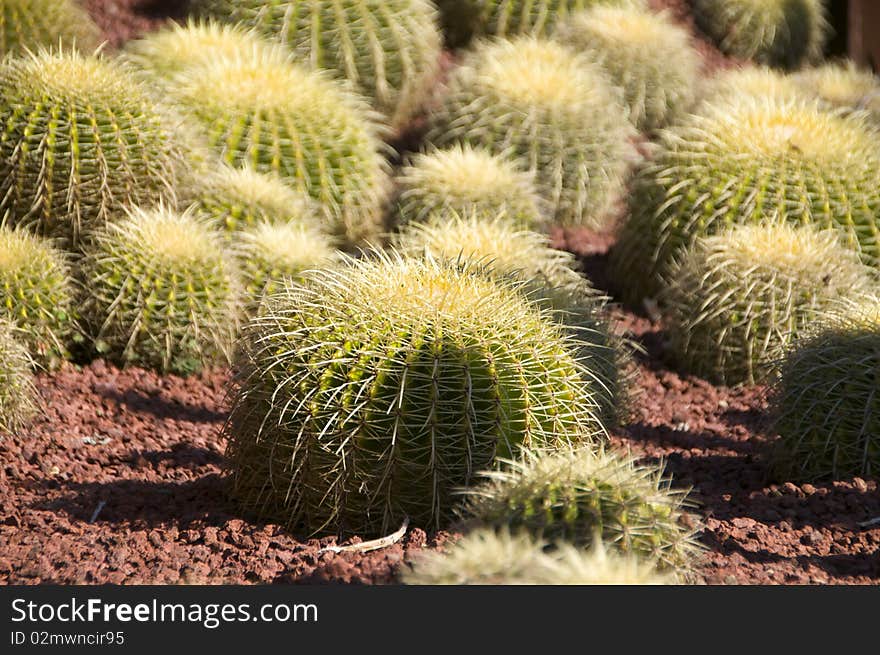 Cactus at the Botanical Garden in Sydney, Australia. Cactus at the Botanical Garden in Sydney, Australia