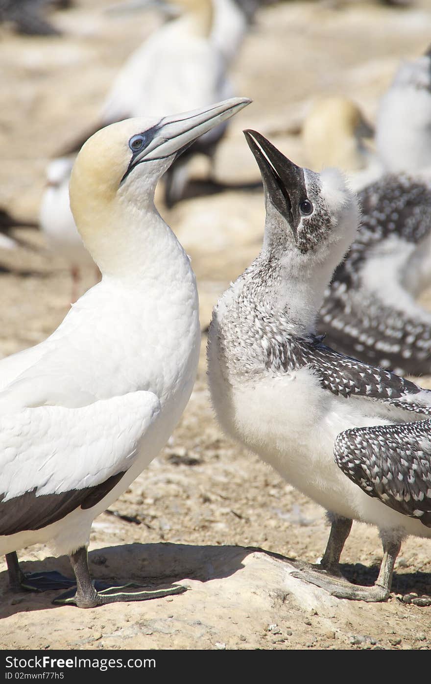 An adult and young Australian Gannet at their nesting ground on the South Island of New Zealand. An adult and young Australian Gannet at their nesting ground on the South Island of New Zealand