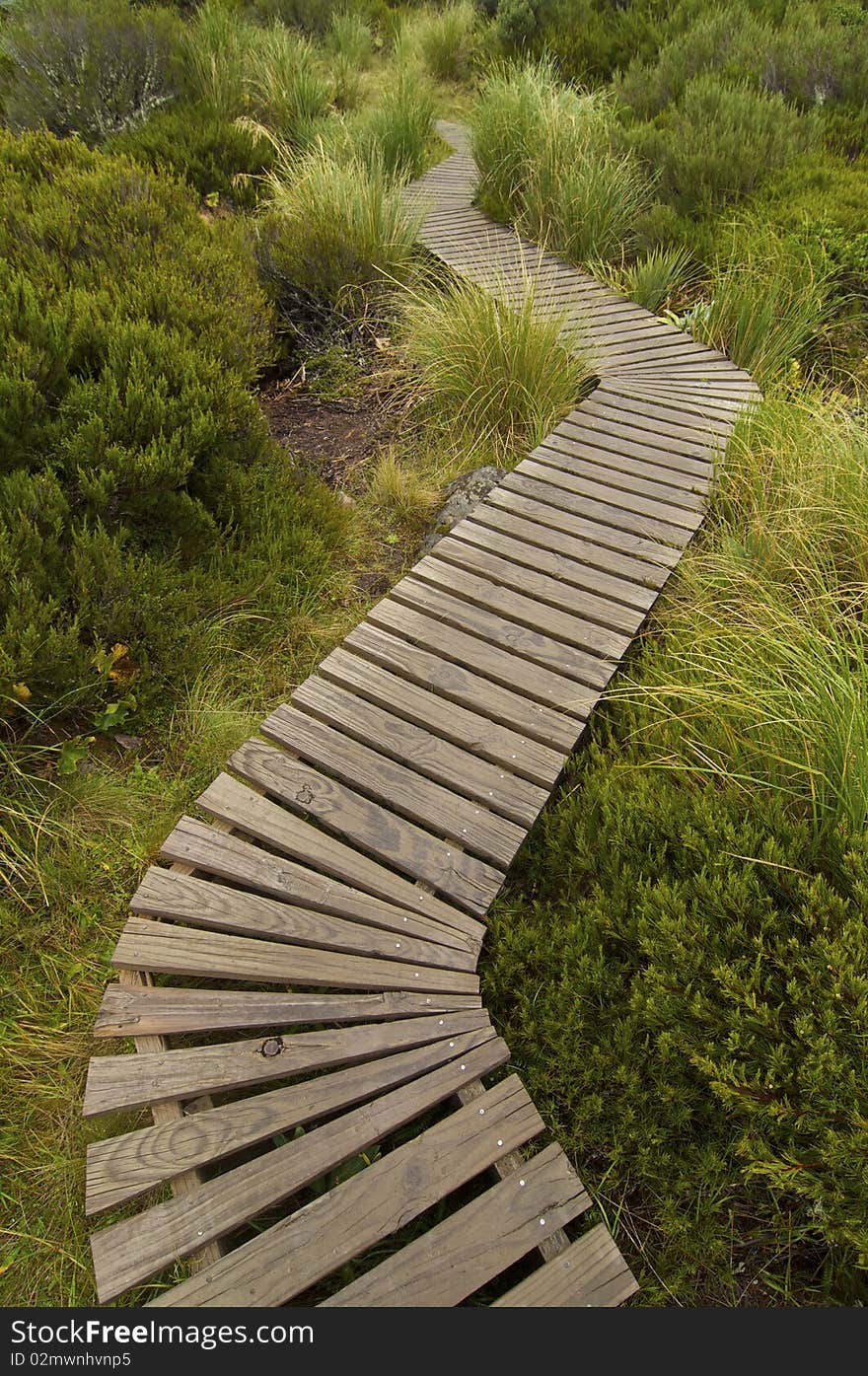 A boardwalk winds through a lush wetland. A boardwalk winds through a lush wetland