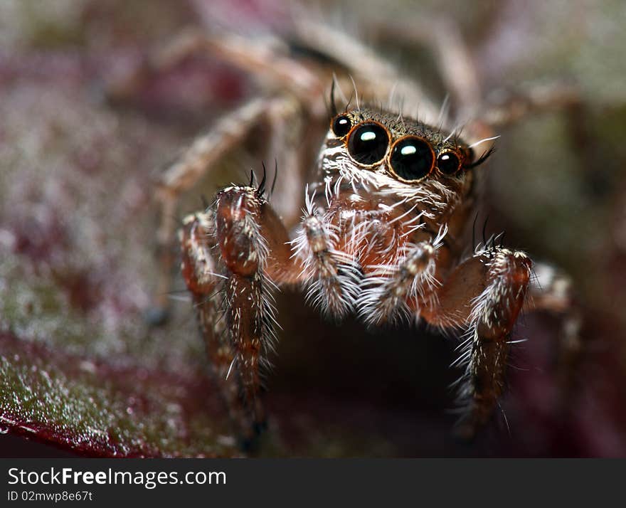 Jumping Spider (family Salticidae) - Anterior View. Jumping Spider (family Salticidae) - Anterior View