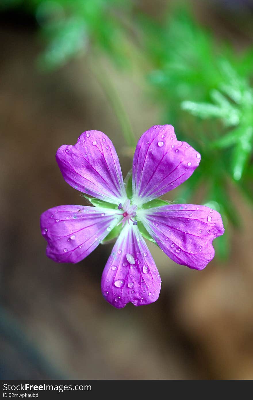 This is an image of a purple wildflower.