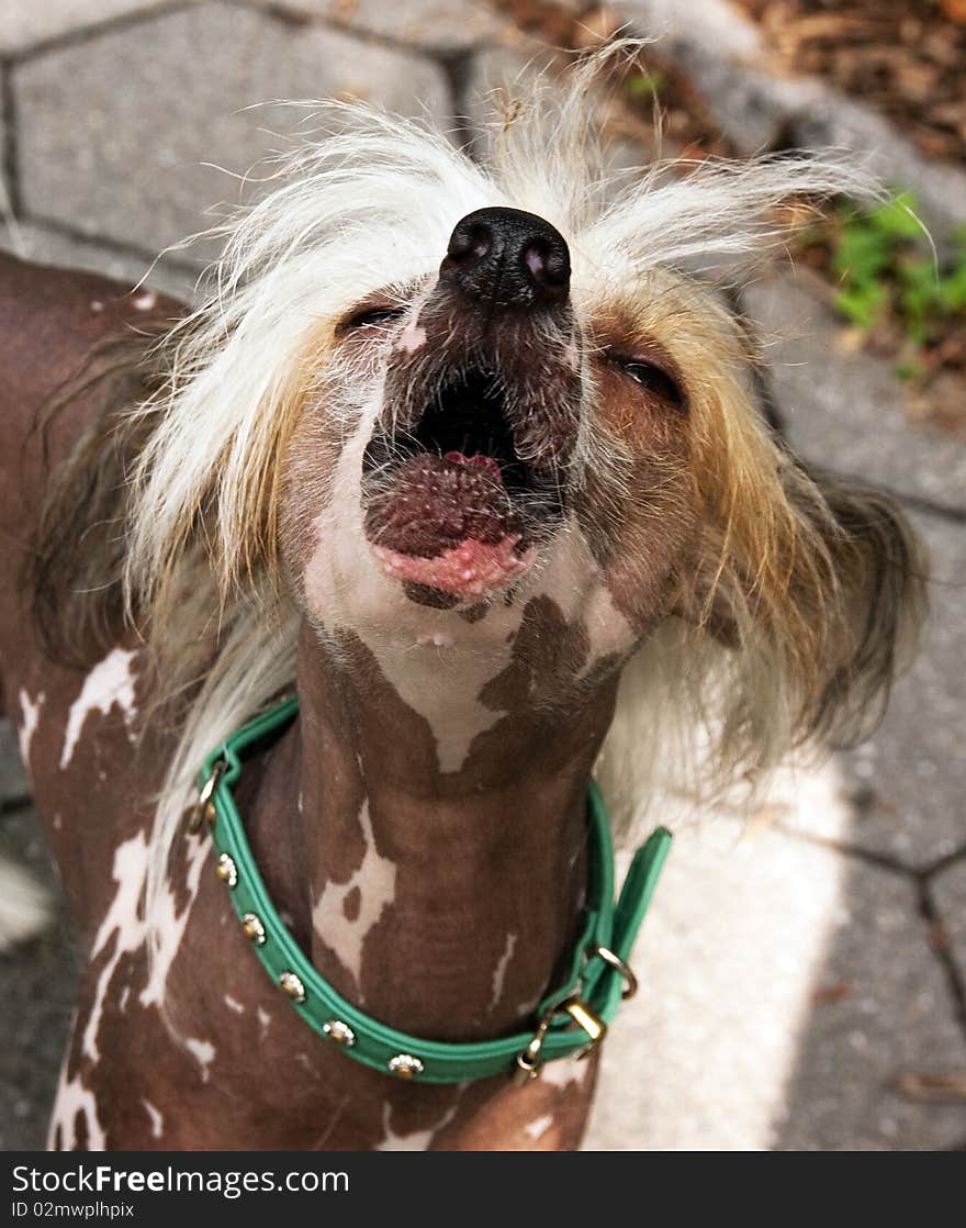 This is an image of a Chinese Crested Hairless Khala.