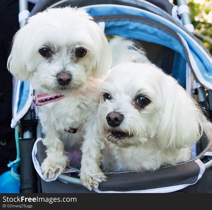 This is an image of two Maltese.