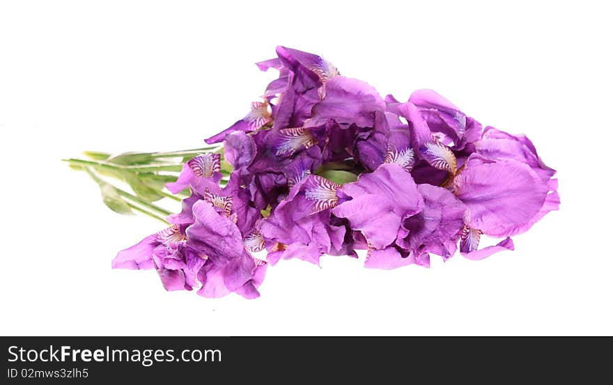 Bouquet irises, isolated.