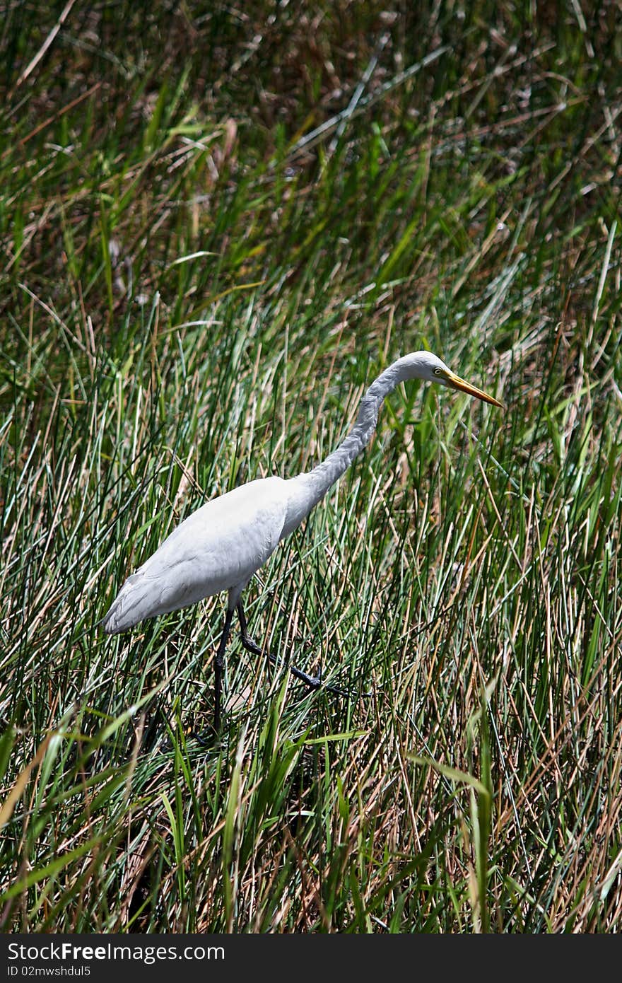 Egret, Water Bird