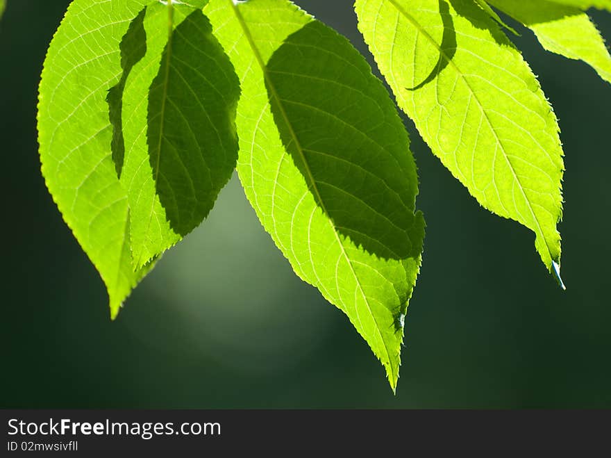 Beautiful leafs in sunlight on the sky