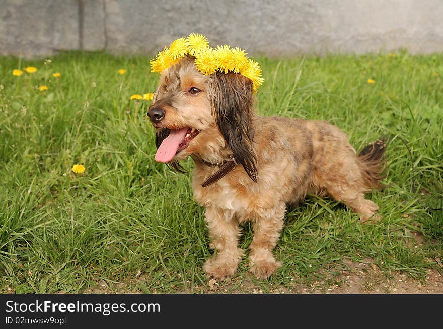 Dog in garland of yellow flower