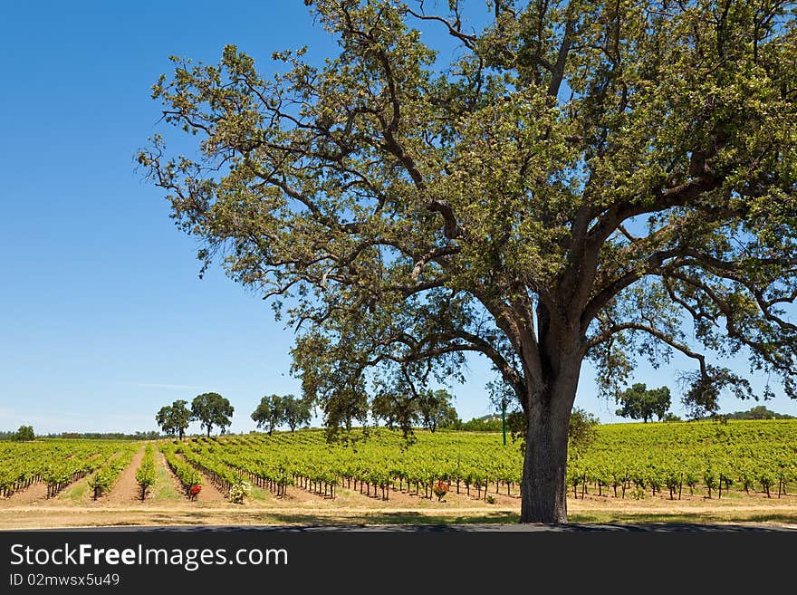 Shenandoah Valley Vineyards