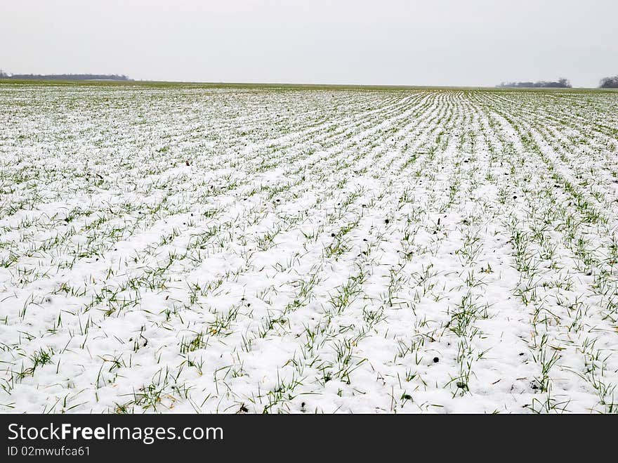 Young wheat sprouts through snow. Young wheat sprouts through snow