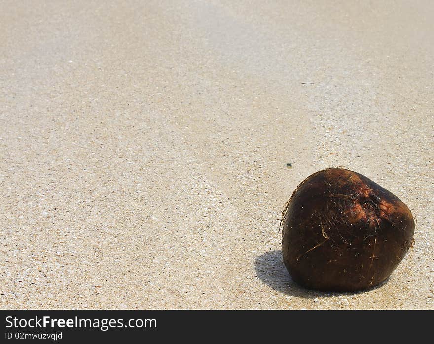 Coconut in the sand